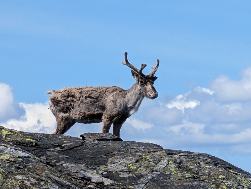 Guida tur i fjellet